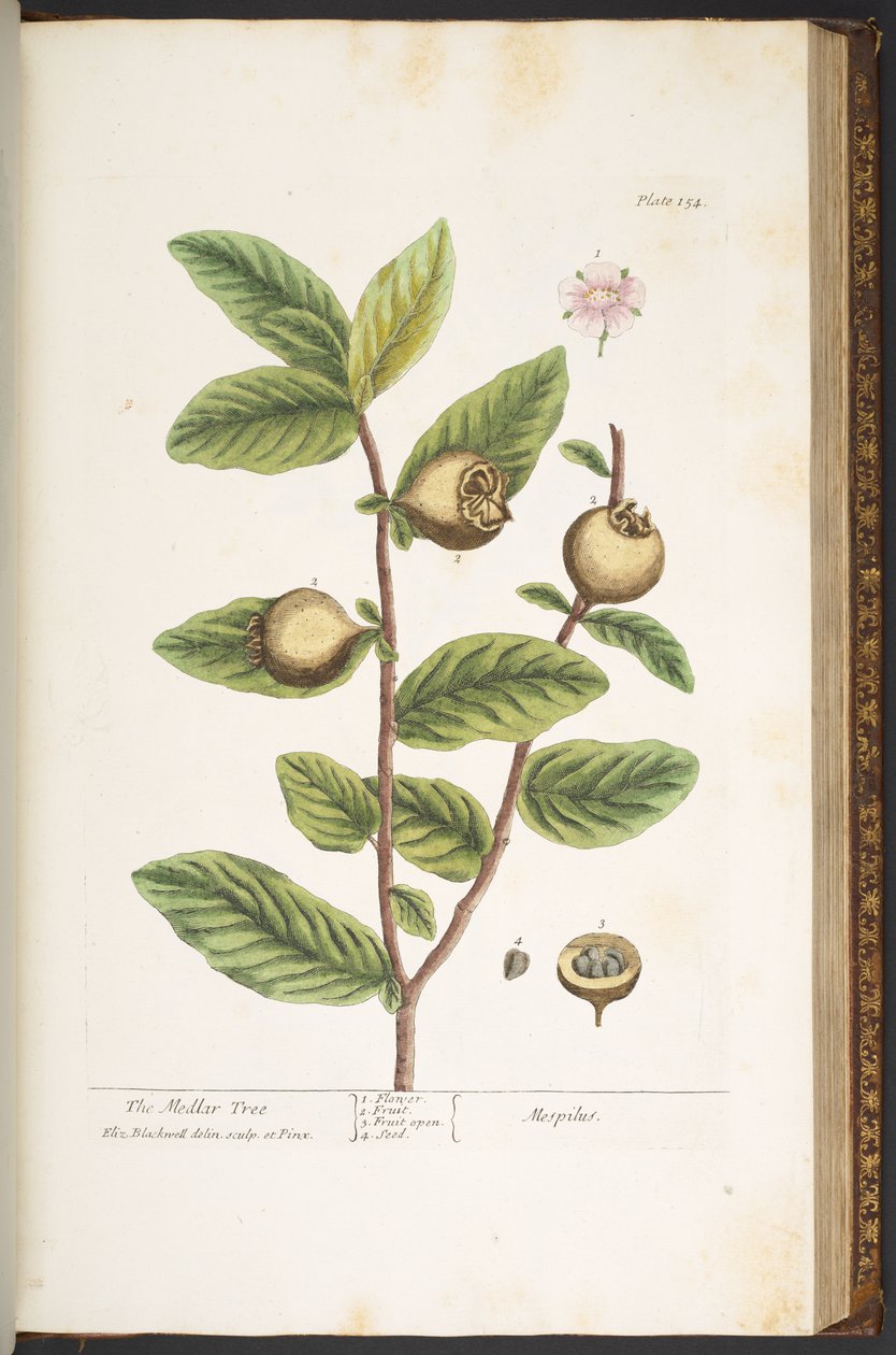 Plate 154, from 