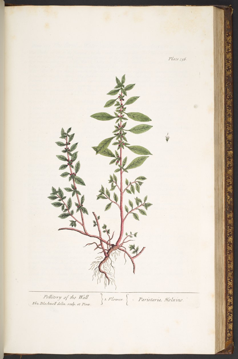 Plate 156, from 