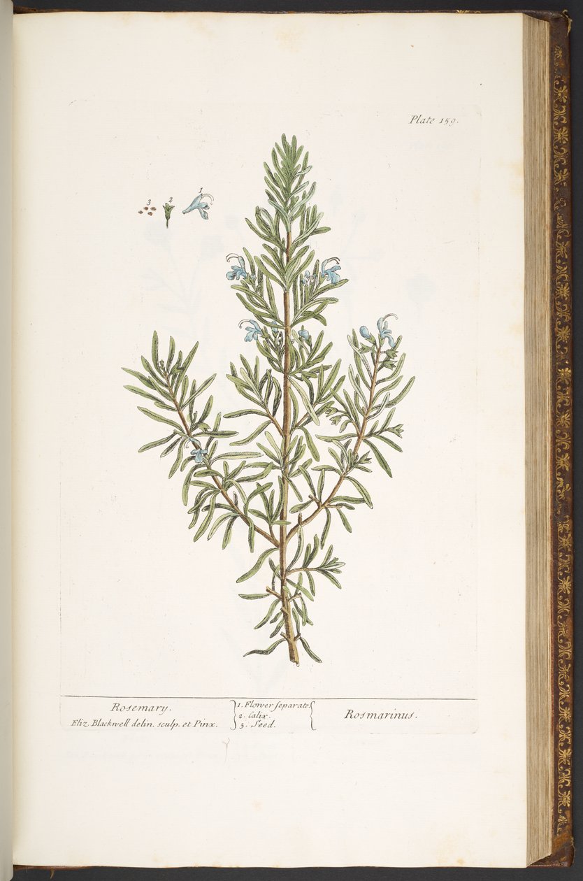 Plate 159, from 