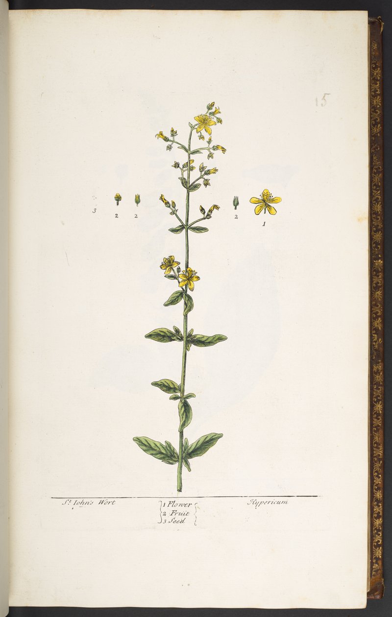 Plate 15, St John