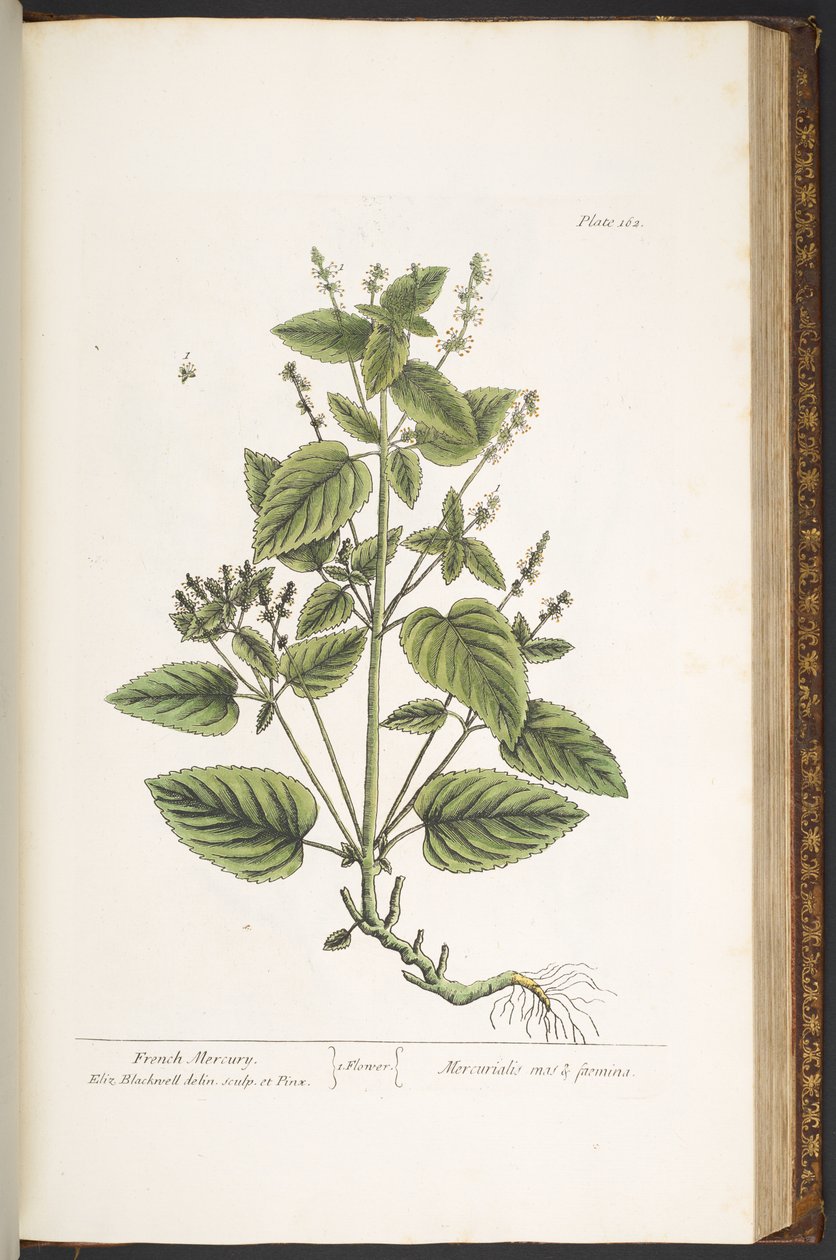 Plate 162, from 
