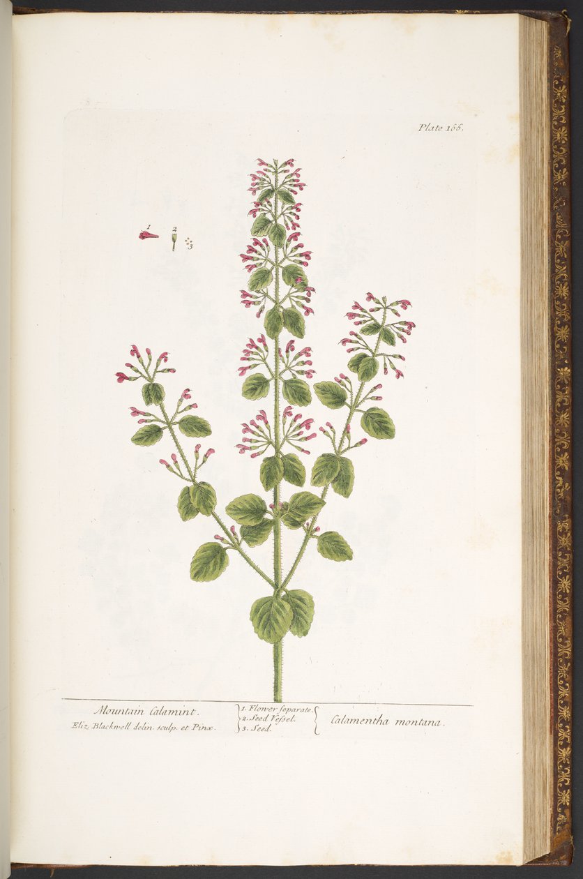 Plate 166, Mountain Calamint, from 