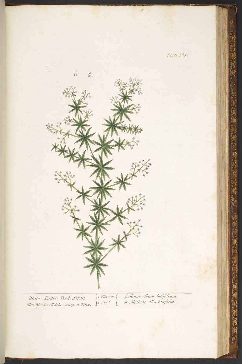 Plate 168, from 
