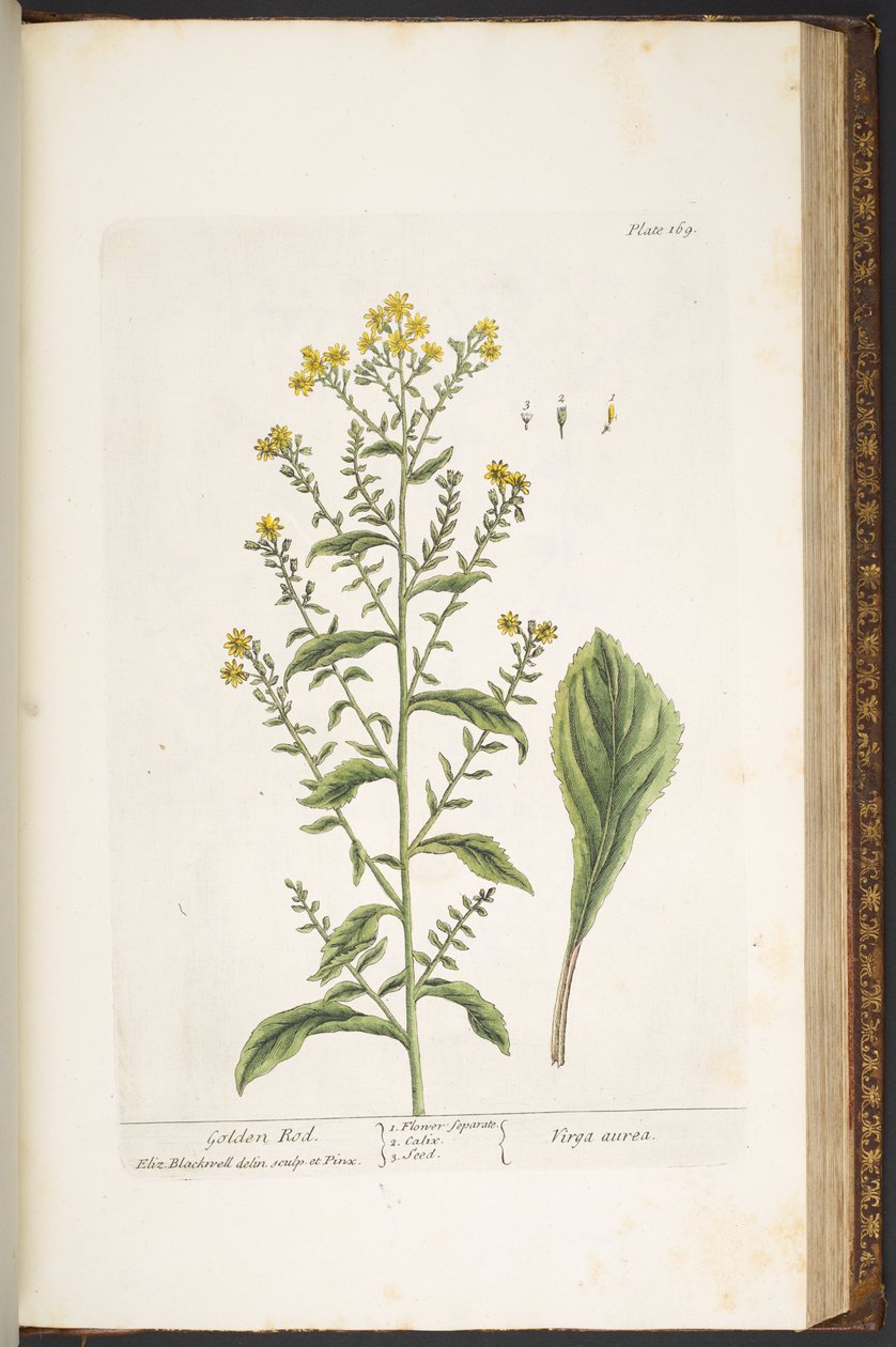 Plate 169, Golden Rod, from 
