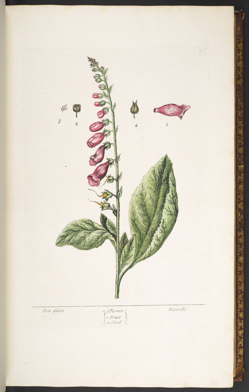 Plate 16, Fox Glove, from 