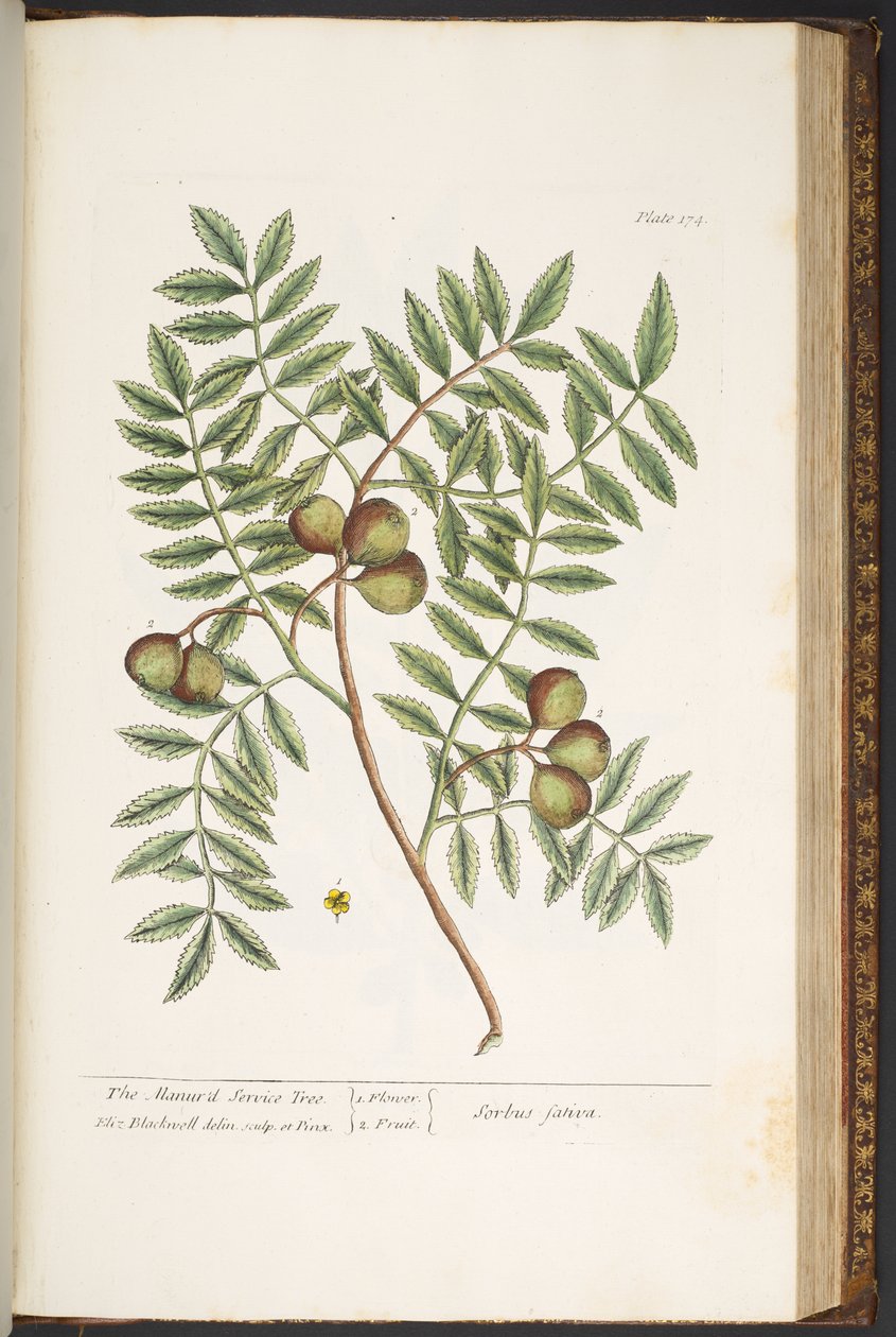 Plate 174, from 