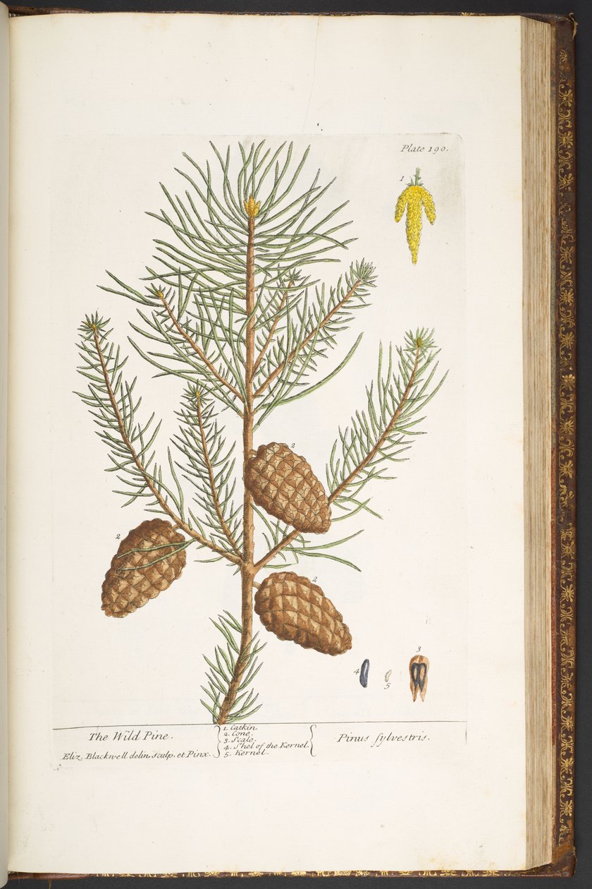 Plate 190, from 