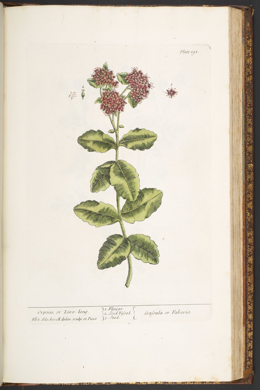 Plate 191, Orpine, or Live-Long, from 