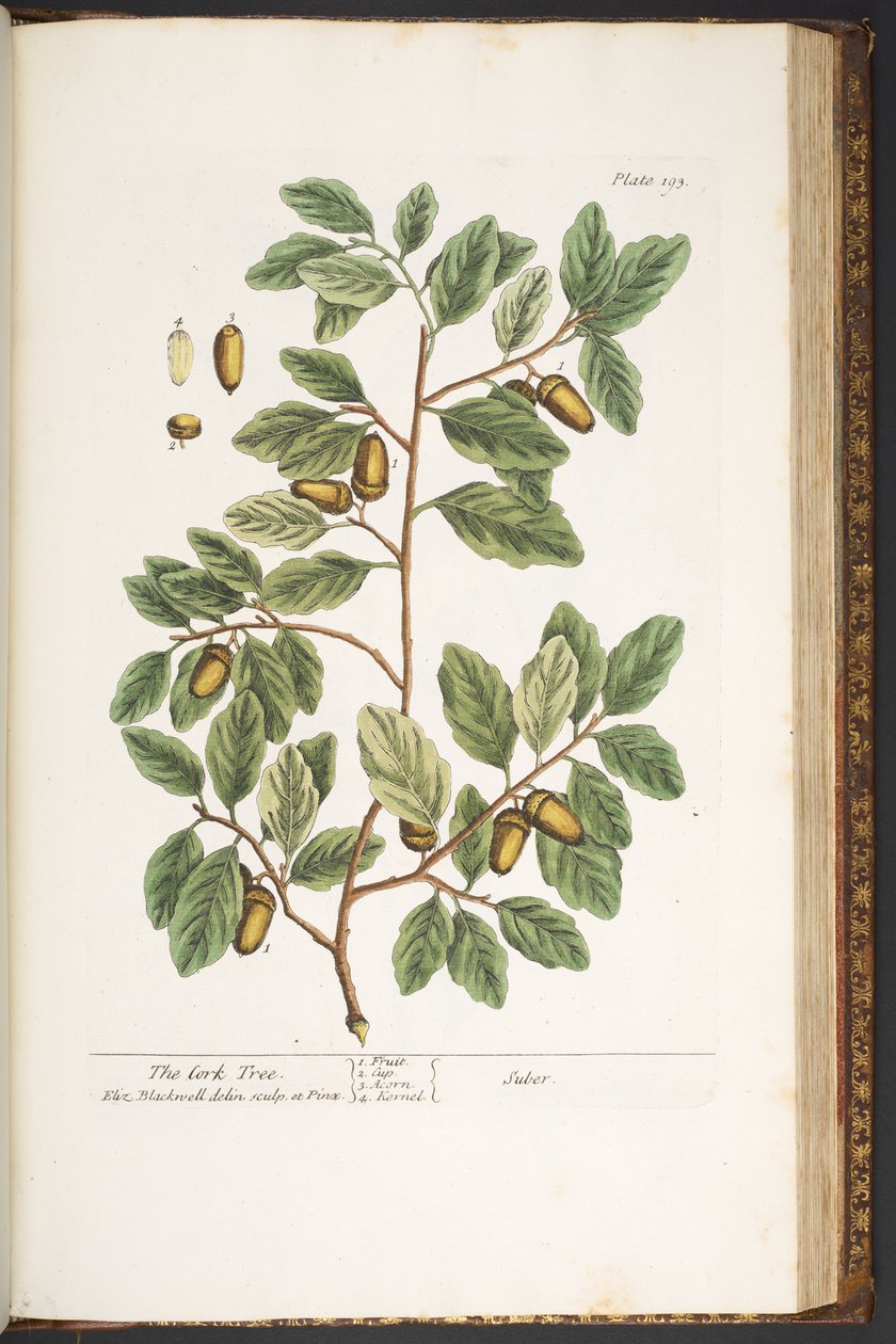 Plate 193, from 