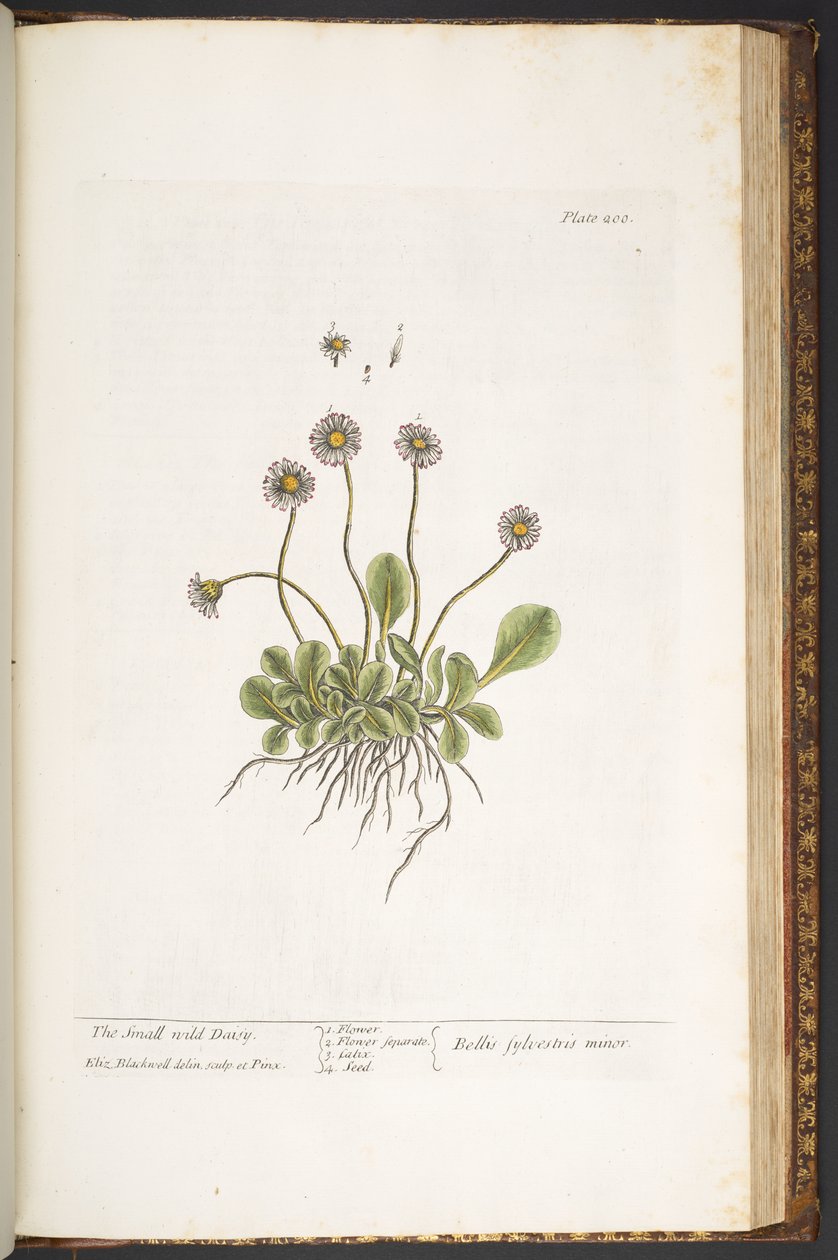 Plate 200, The Small Wild Daisy, from 