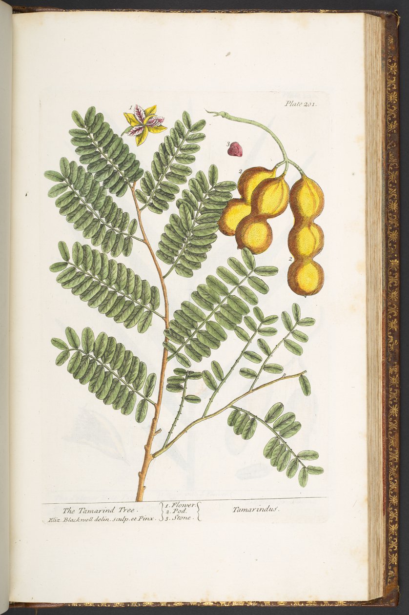 Plate 201, from 
