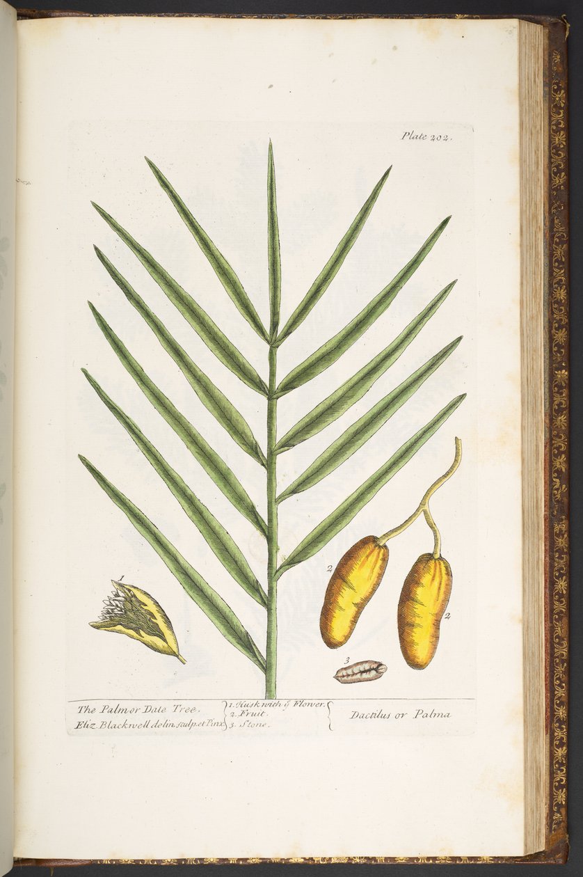 Plate 202, from 