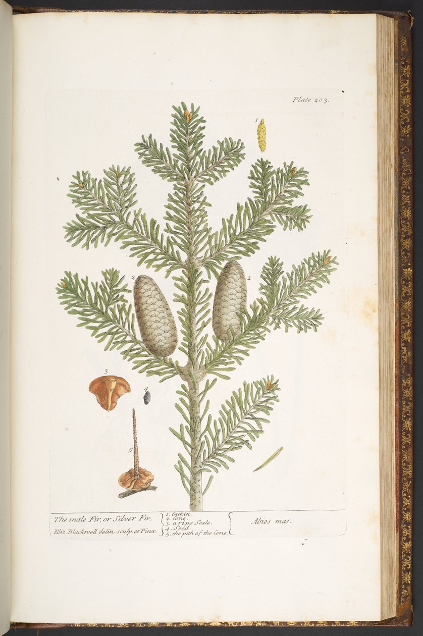 Plate 203, from 