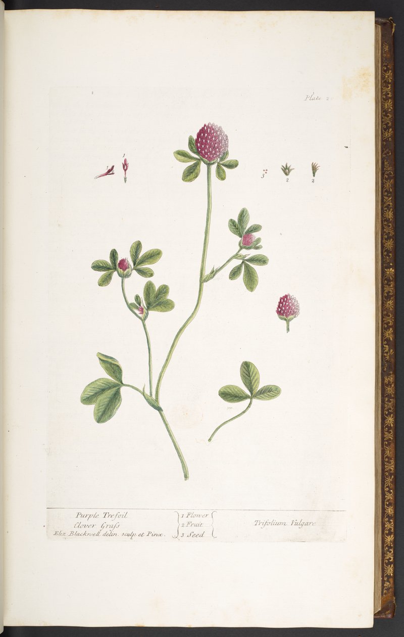 Plate 20, Purple Trefoil Clover Grass, from 