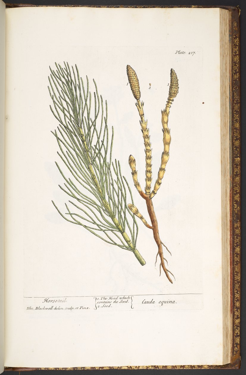 Plate 217, Horsetail, from 