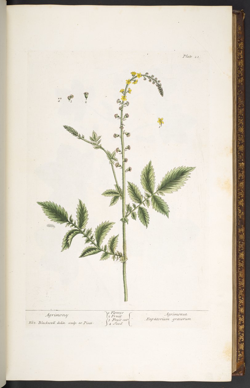 Plate 21, Agrimony, from 