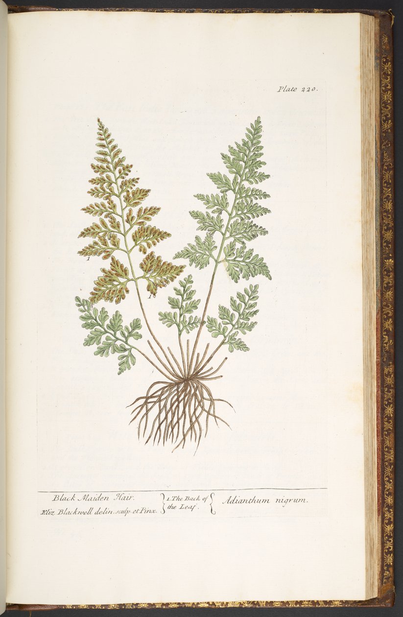 Plate 220, Black Maiden Hair, from 