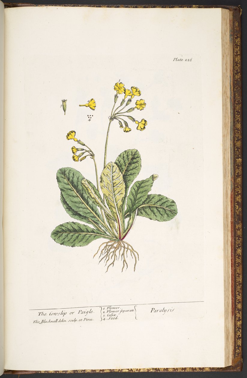 Plate 226, from 