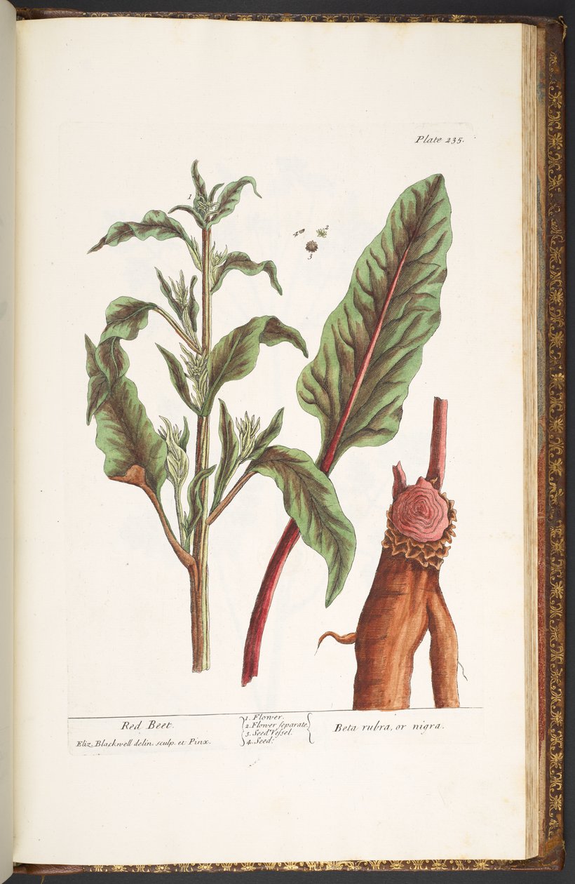 Plate 235, from 
