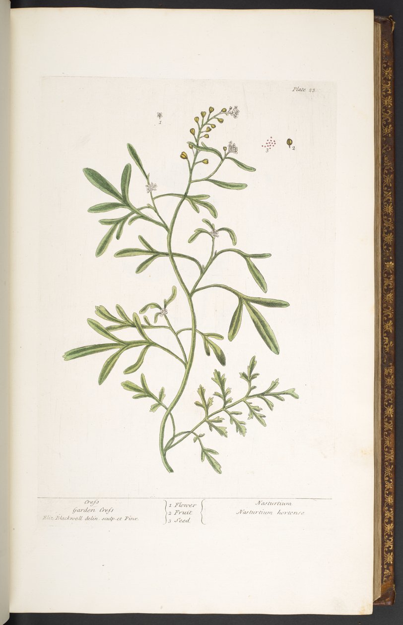 Plate 23, Garden Cress, from 