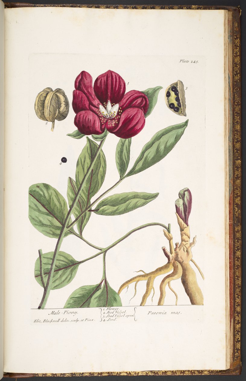 Plate 245, Male Piony, from 