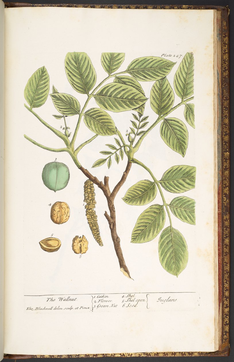Plate 247, The Wallnut, from 