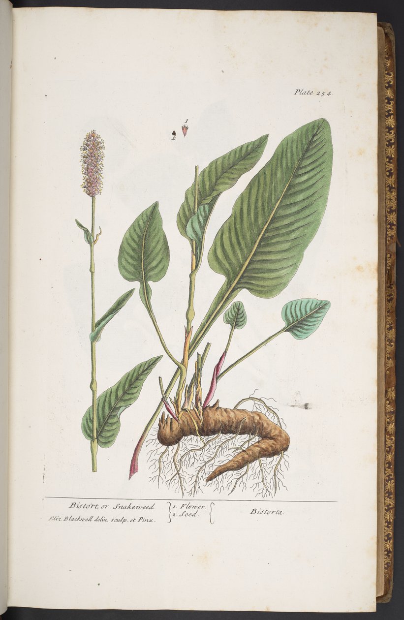 Plate 254, from 