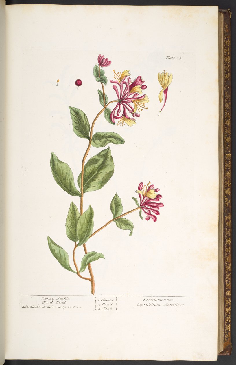Plate 25, Honey Suckle Wood Bind, from 