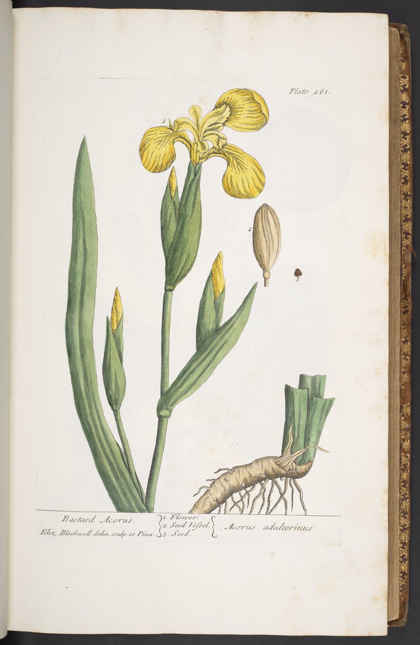 Plate 261, from 
