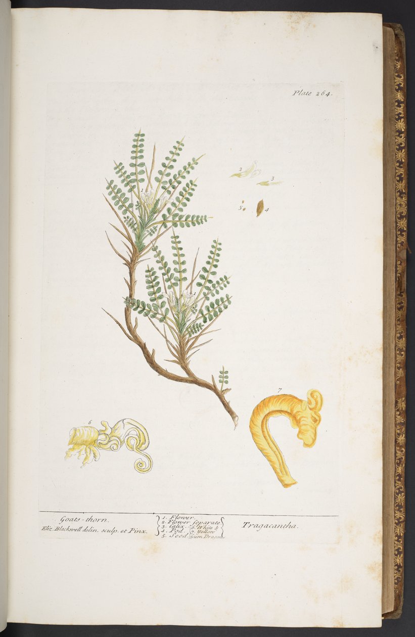 Plate 264, from 