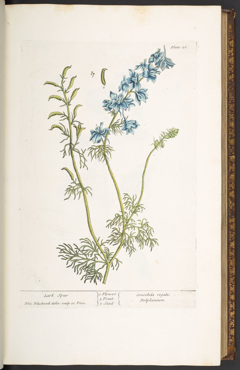 Plate 26, Lark Spur, from 