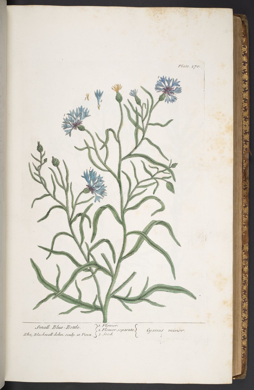 Plate 270, Small Blue-Bottle, from 