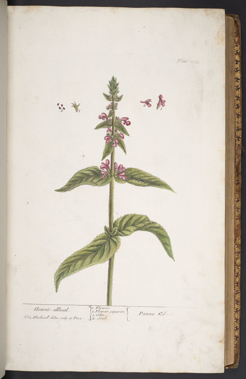 Plate 273, from 