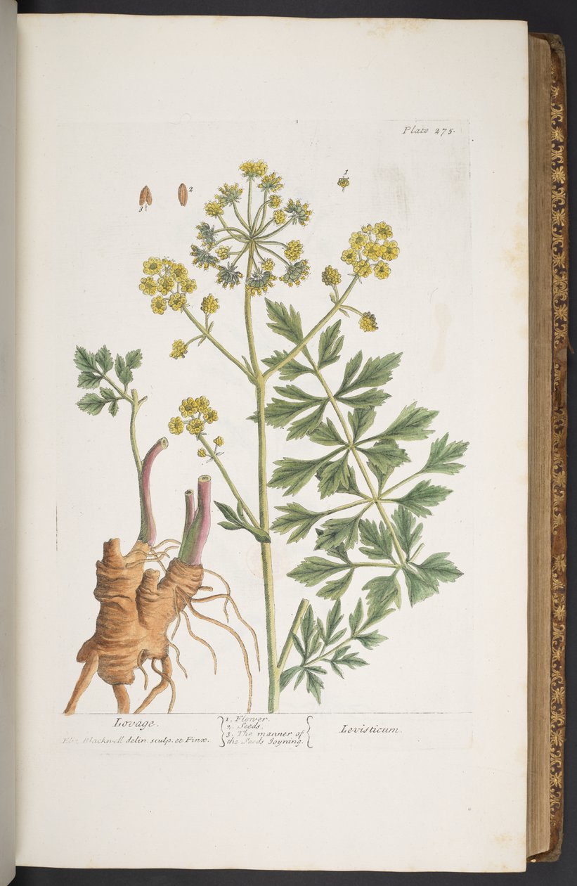 Plate 275, from 