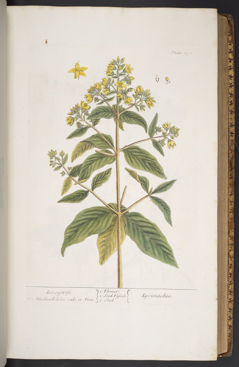 Plate 278, from 