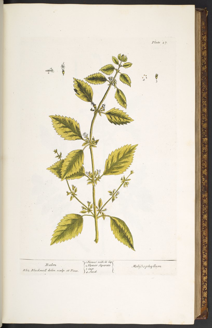 Plate 27, Balm, from 