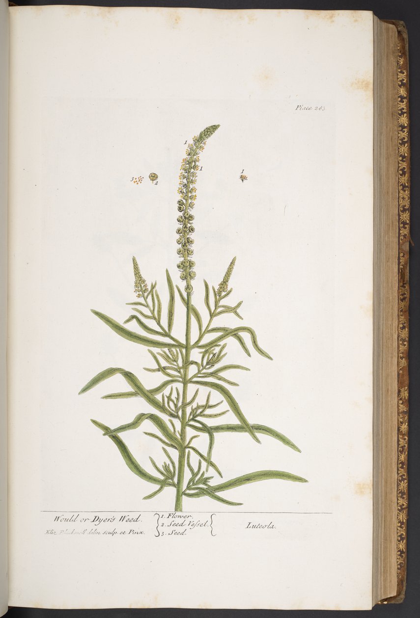 Plate 283, from 
