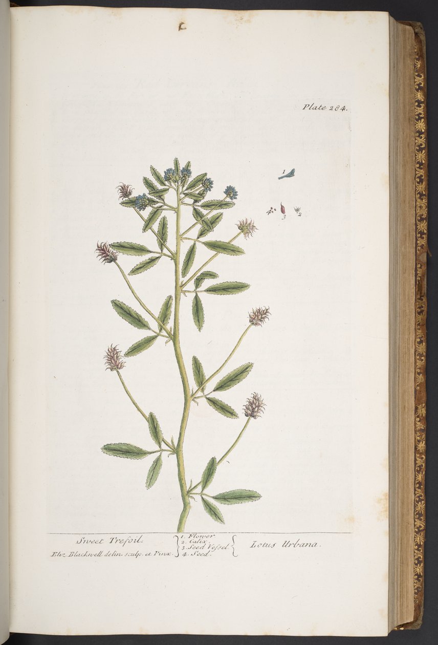 Plate 284, from 