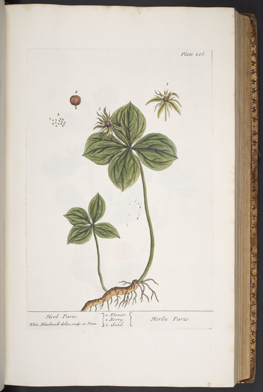 Plate 286, from 