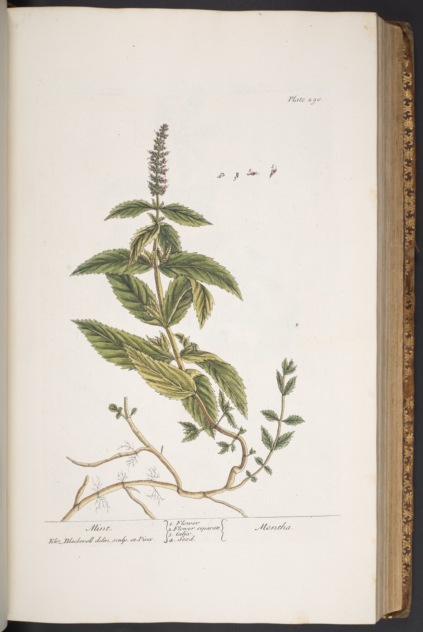 Plate 290, from 