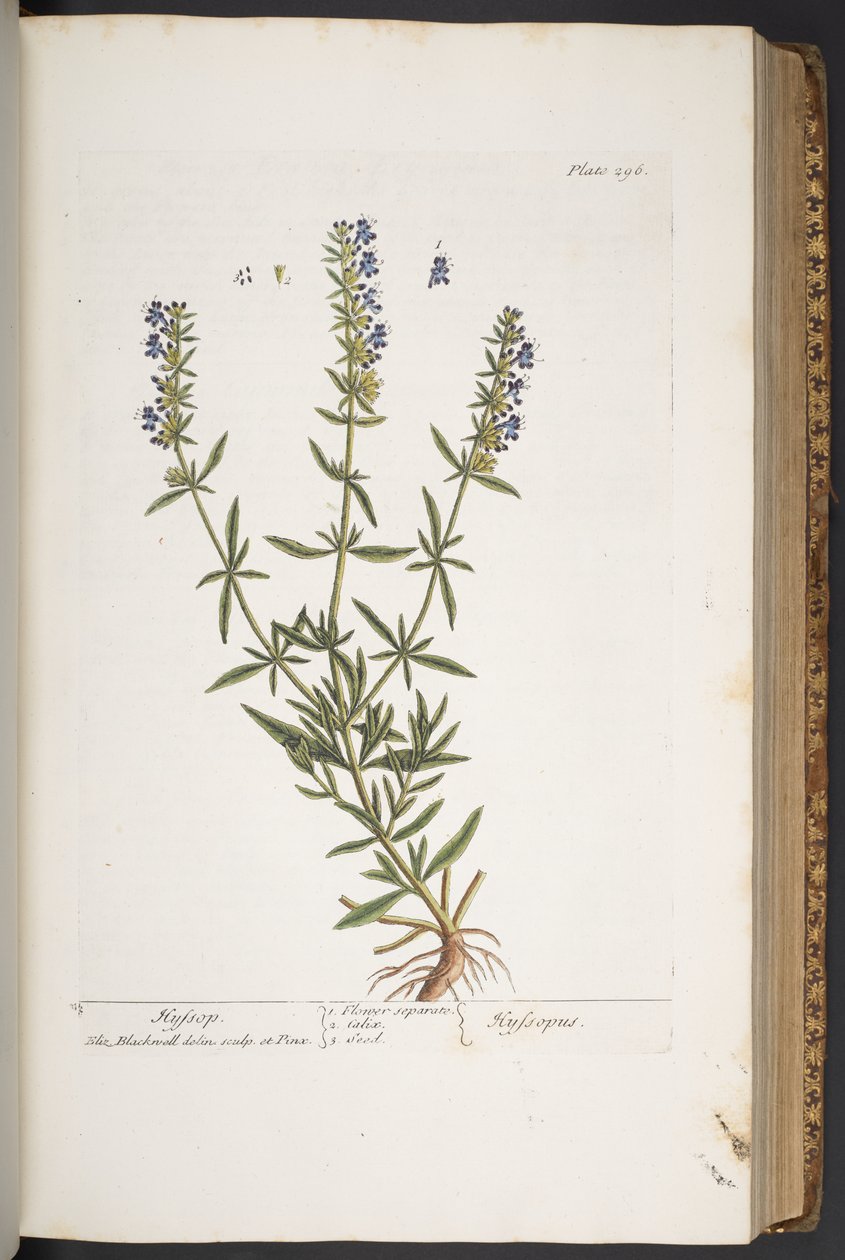 Plate 296, from 
