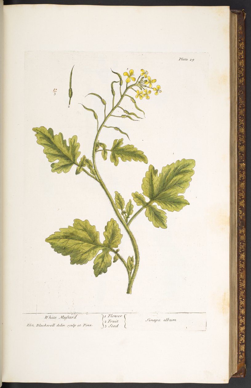 Plate 29, White Mustard, from 