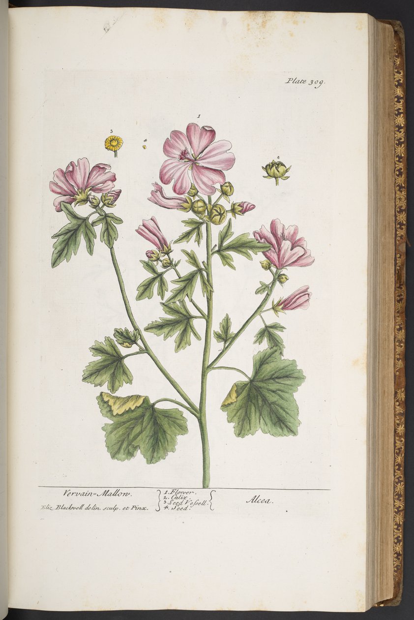 Plate 309, from 
