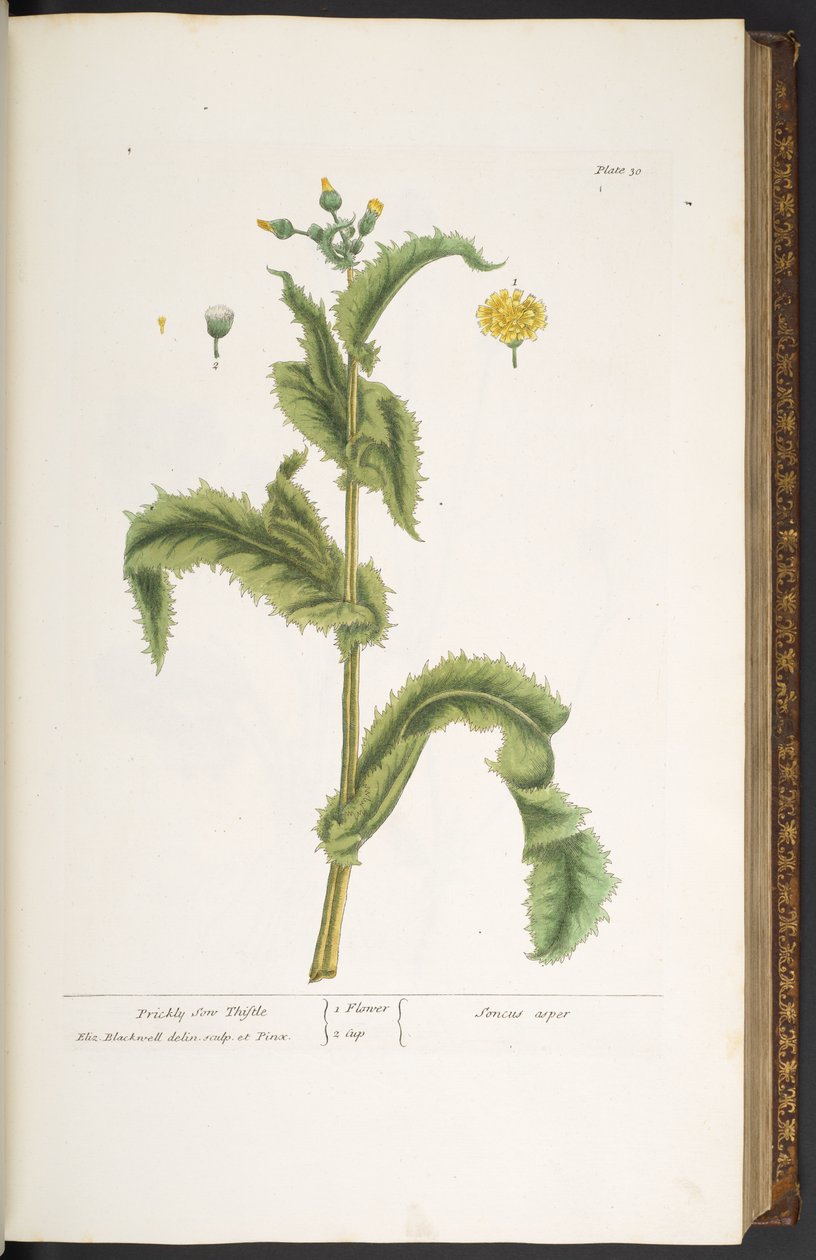 Plate 30, Prickly Son Thistle, from 