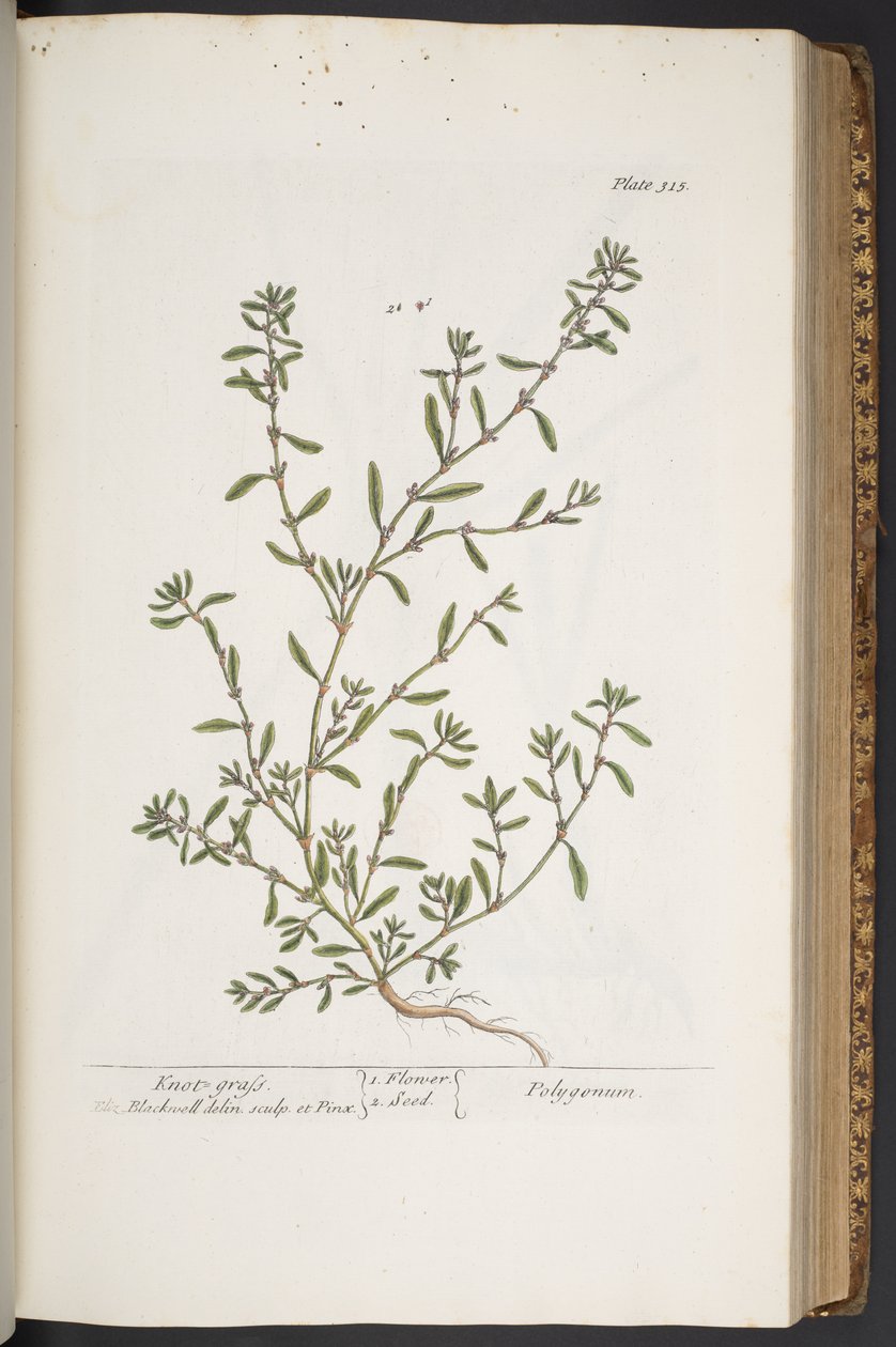 Plate 315, from 