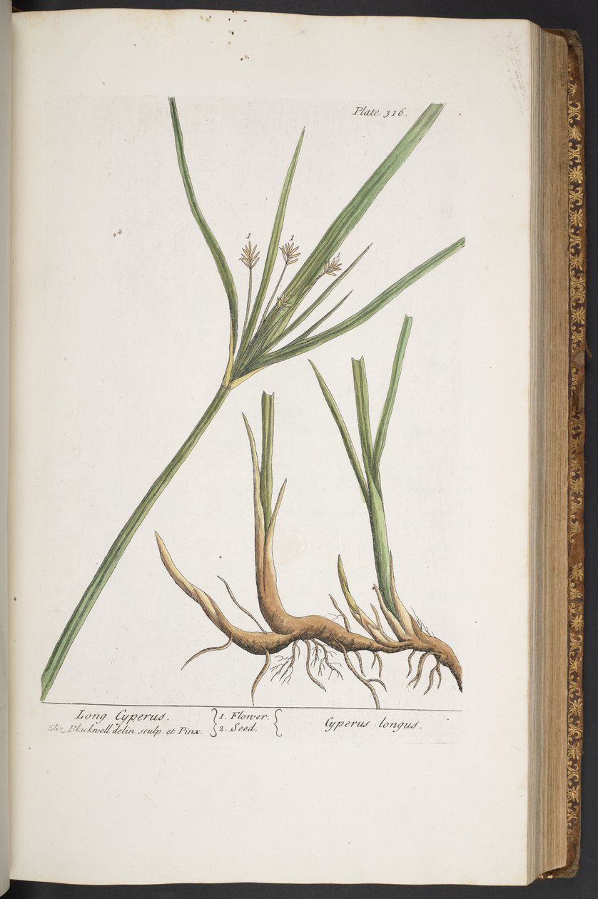 Plate 316, from 
