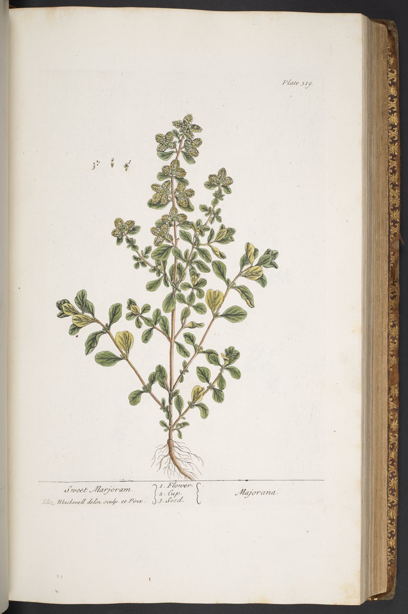 Plate 319, from 