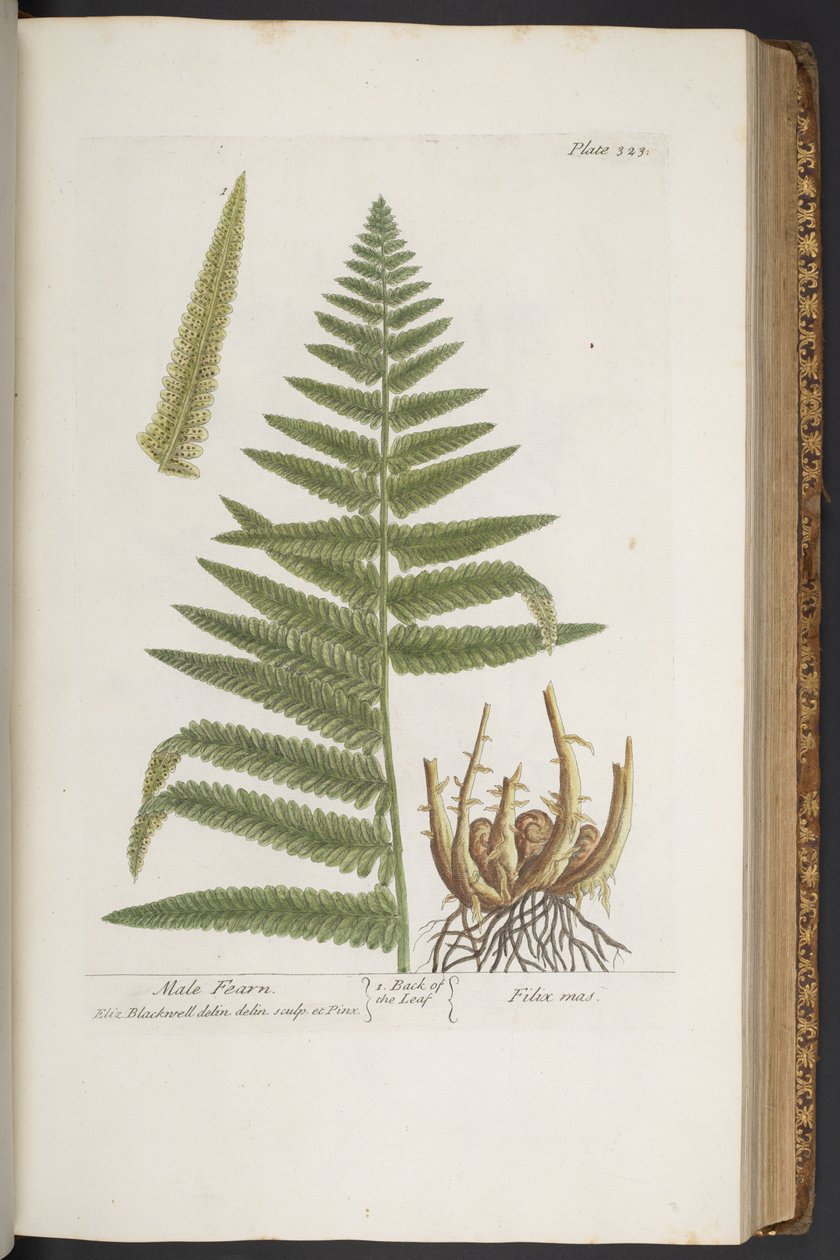 Plate 323, from 