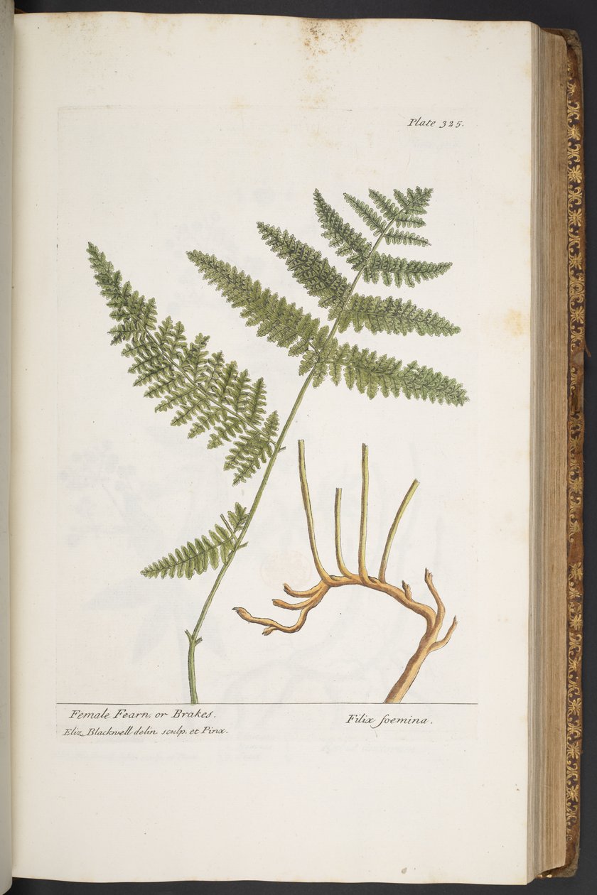 Plate 325, from 