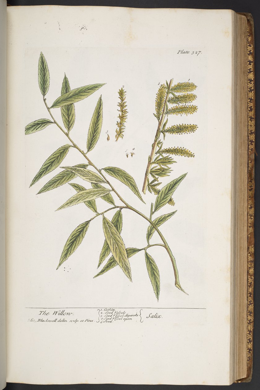 Plate 327, from 